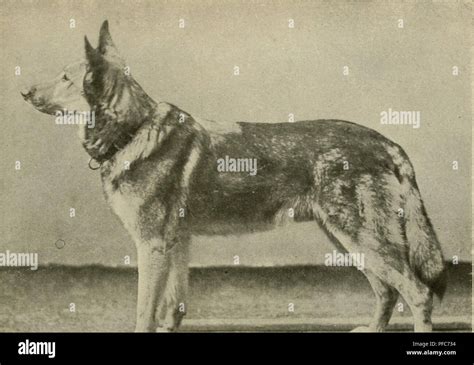 História nemeckého ovčiaka a Max von Stephanitz