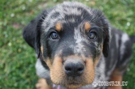 Beauceron pes