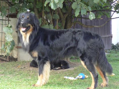 Vzhľad psa plemena Hovawart v rôznych farbách