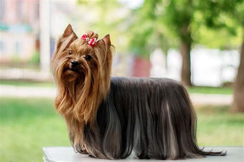 yorkshire terrier so starostlivo upravenou srsťou