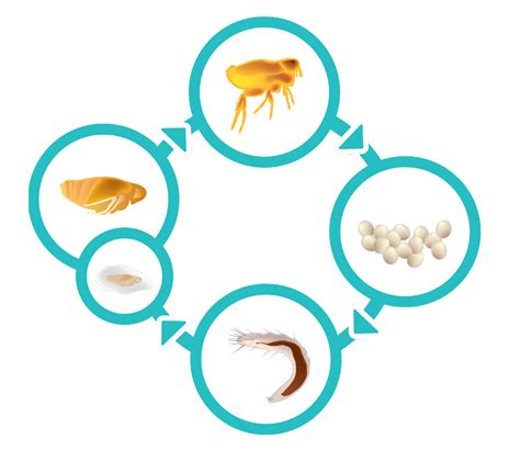 Schéma účinkov antiparazitného obojku na blchy a kliešte