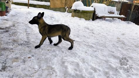Šteniatka plemena Malinois