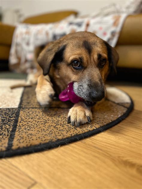 Pes po dlhom čase nájdený