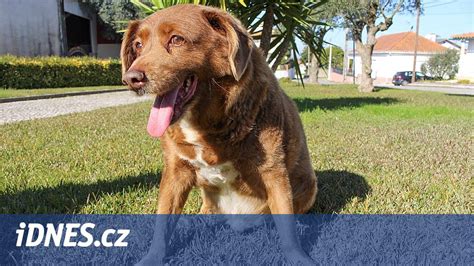 Pes na ortopedickom matracu