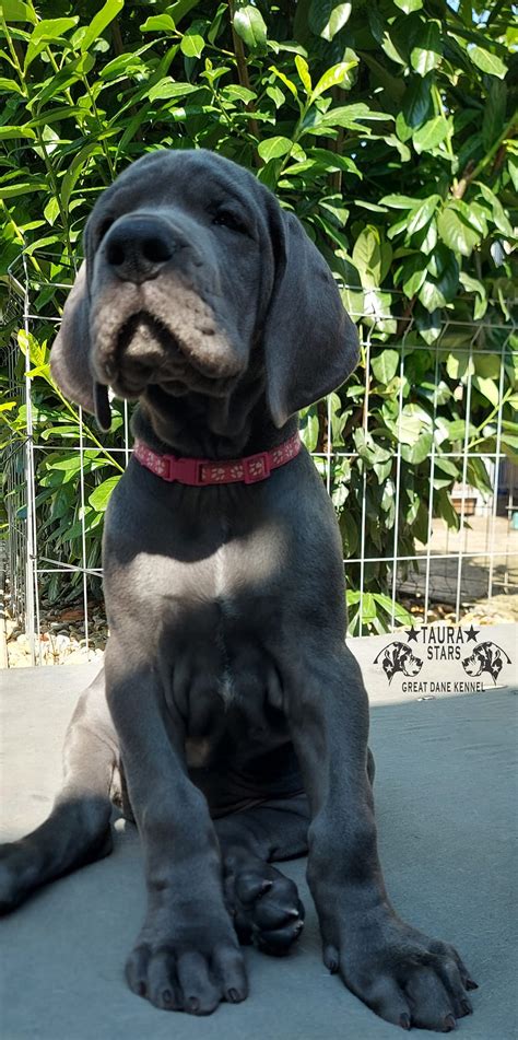 Rozmanitosť sfarbenia nemeckých dog