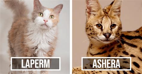 Koláž fotografií rôznych hybridných plemien mačiek: Bengálska, Savanová, Chausie.