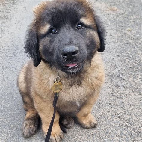 Leonberger s dlhou tvárou