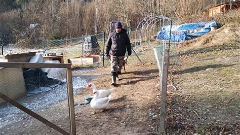 Príprava pôrodného boxu pre sučku