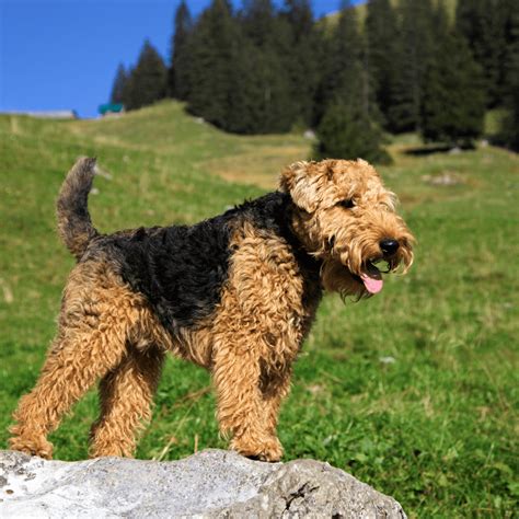 Welsh terrier v exteriéri