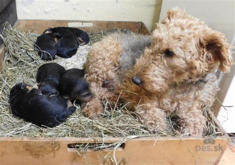 Šteniatka welsh terrierov