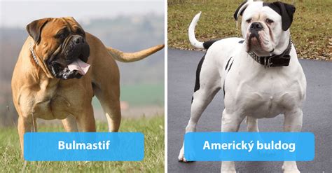 Ilustrácia rôznych plemien psov, vrátane tých označovaných ako 