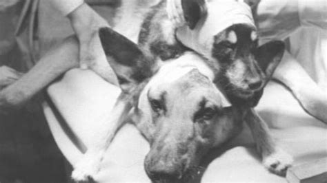 Dvojhlavý pes experiment