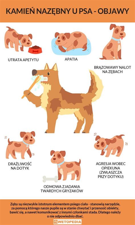 Infografika: Povinnosti majiteľa psa