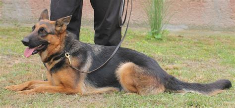 Nemecký ovčiak na prekážkovej dráhe agility