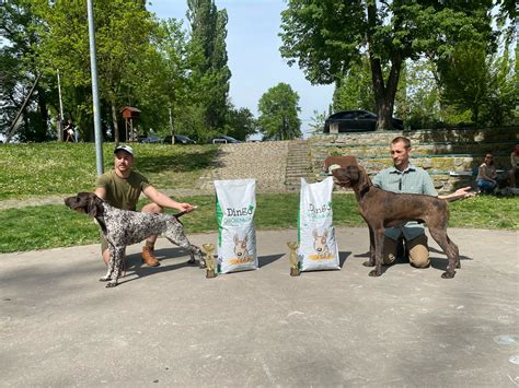 Kŕmenie nemeckého krátkosrstého stavača