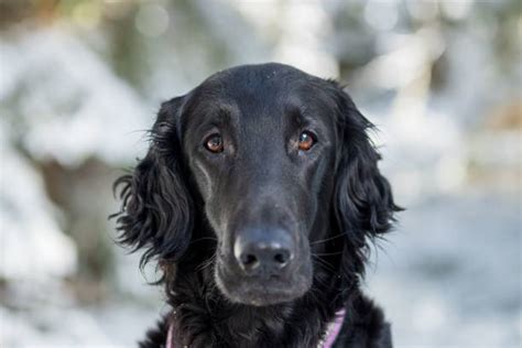 Schéma stavby těla Flat Coated Retrievera