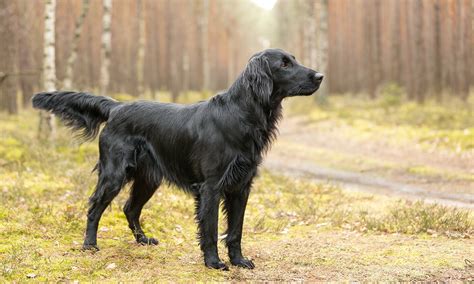 Mapa chovatelských stanic Flat Coated Retriever v Česku