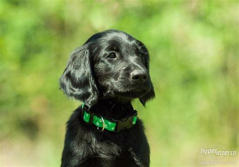 Štěně Flat Coated Retrievera