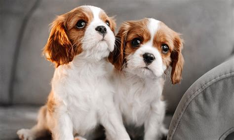 Šteniatko Cavalier King Charles Španiel s hračkou