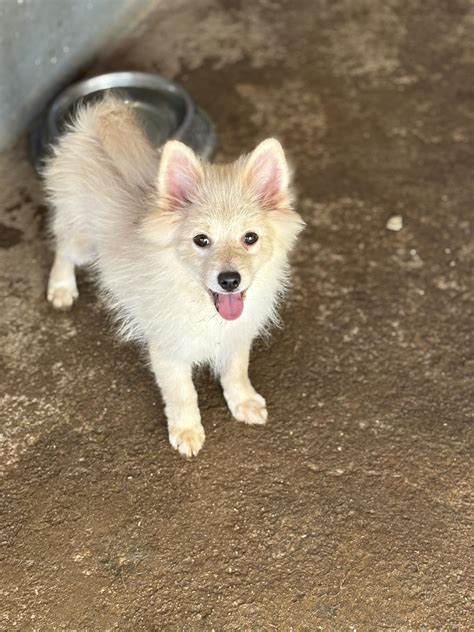 Šteniatko v útulku