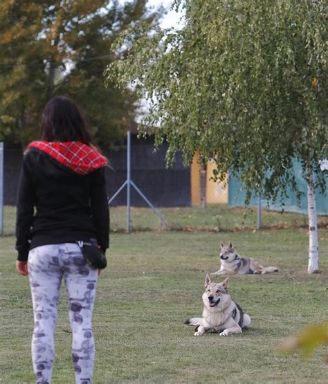 Hranice vo výchove psa