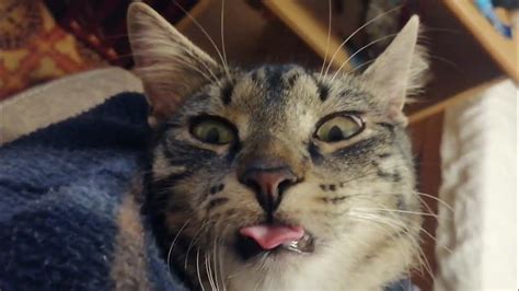 Psí úsmev - široko otvorená tlama a vyplazený jazyk