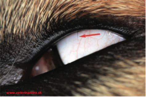 Anomálie rastu očných rias u psa