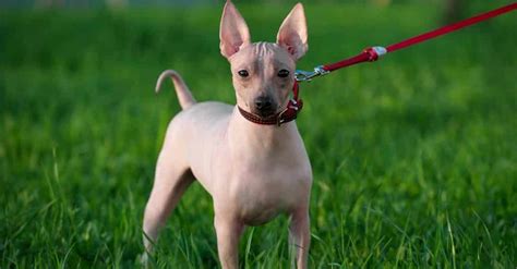 Starostlivosť o kožu amerického bezsrstého teriéra