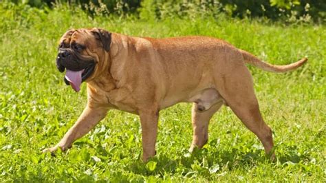 Bullmastif v typické žíhané barvě s černou maskou