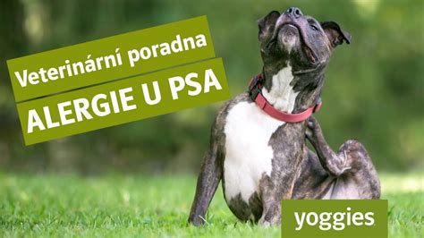 Grafika znázorňujúca vekové štádiá dieťaťa a jeho pripravenosť na psa