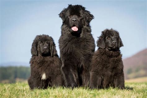 Šteniatko novofundlandského psa vo vode