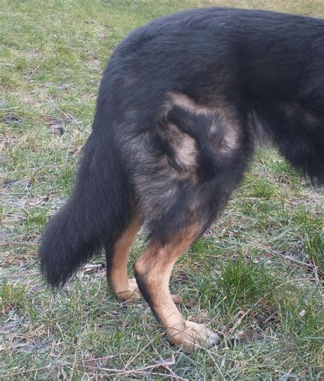 Pes s čierno-bielou srsťou