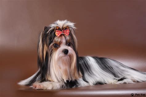 Štandardná farba srsti Yorkshirského teriéra