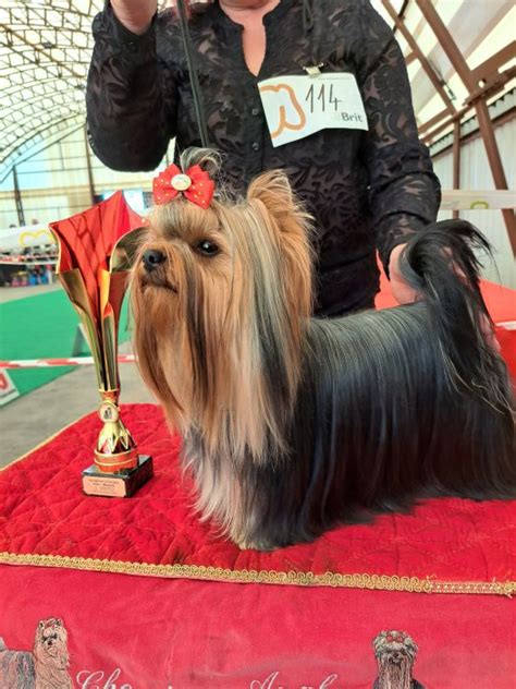 Česanie Yorkshirského teriéra