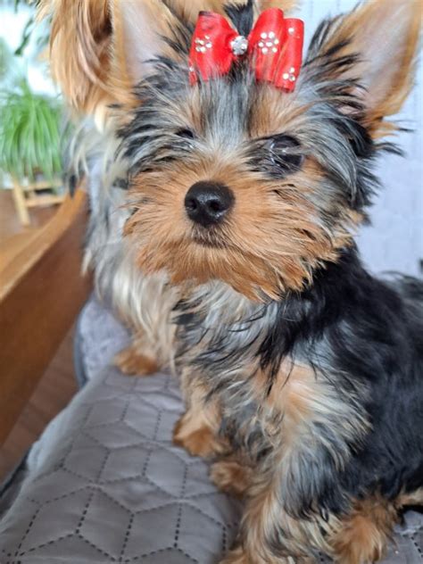 Šteniatko Yorkshirského teriéra pri hre