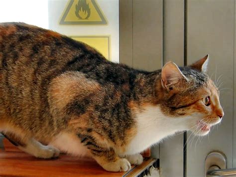 Ilustrácia cyklu ruje u suky