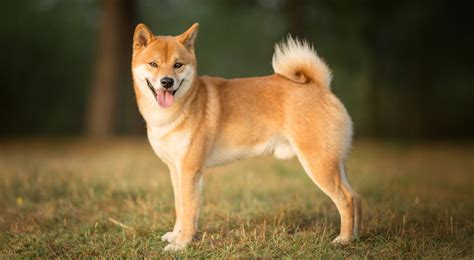Štruktúra srsti psa Shiba Inu