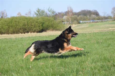 Pes si oddychuje po behu