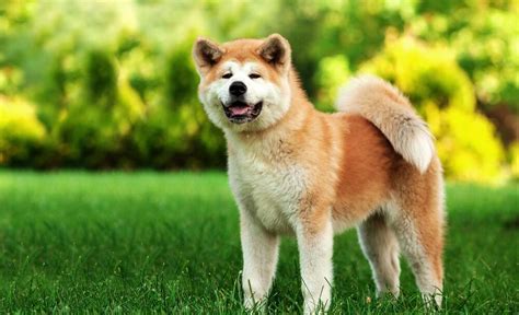 Akita Inu pes