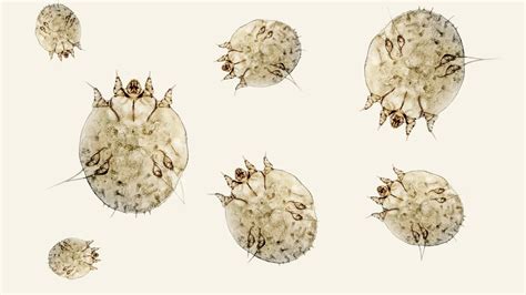 Ušné roztoče pod mikroskopom