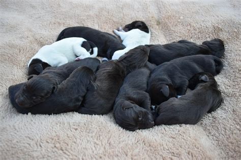 História Českého fúzača