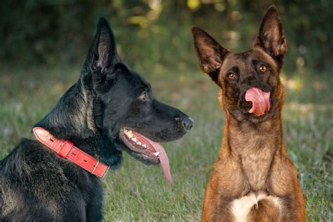 Porovnanie vzhľadu Malinois a Groenendael