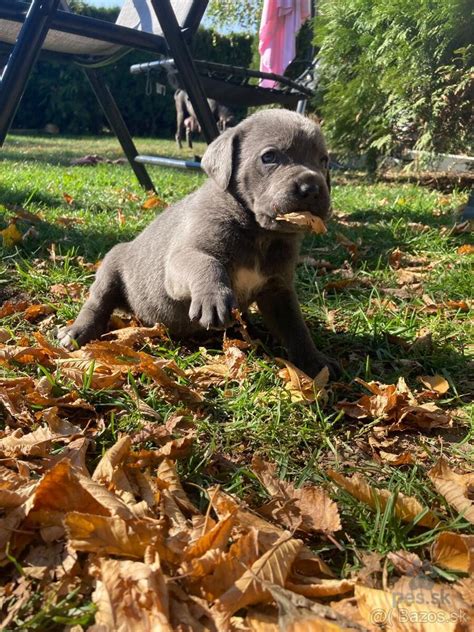 Obrázok šteniatka Cane Corso s miskou krmiva