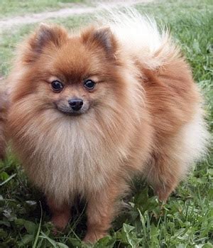 Šťastný nemecký špic trpasličí hrajúci sa vonku