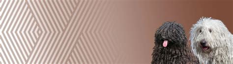 Štruktúra srsti nemeckého špica s podsadou