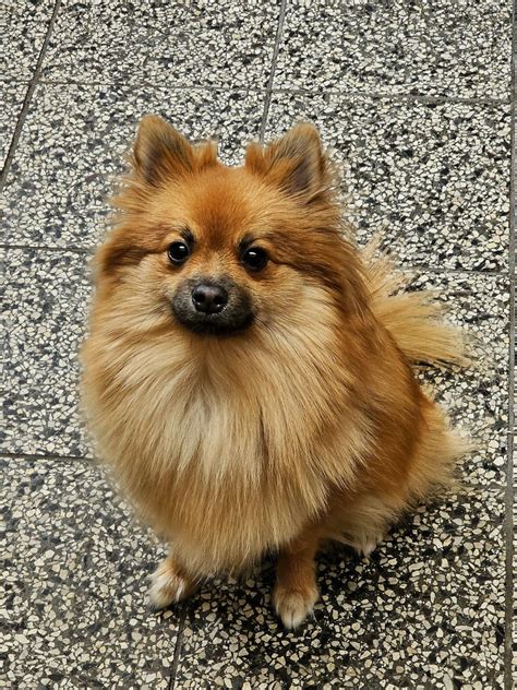 Porovnanie nemeckého špica a pomeraniana