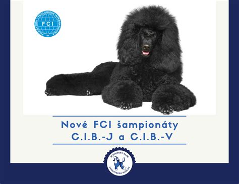 Šteniatka stredných pudlov v rôznych farbách