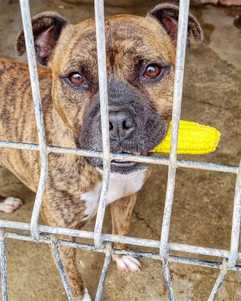 Rodina si preberá nové šteniatko