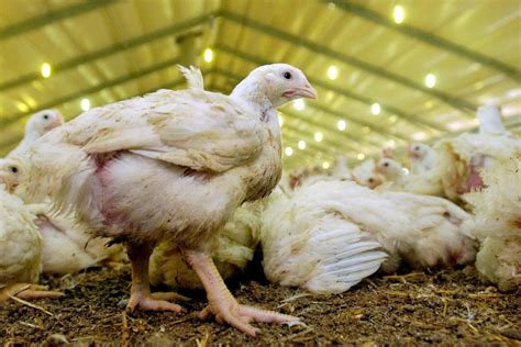 Ilustračná fotografia zdravej hydiny na farme