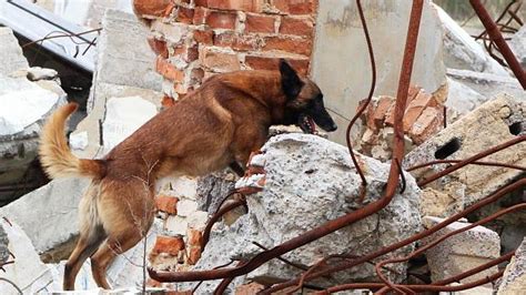 Pes trénuje vyhľadávanie v sutinách